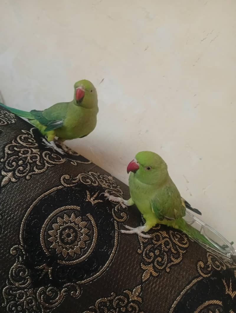 green neck 8
