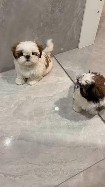 TOP QUALITY SHIHTZU PUPPIES AVAILABLE FOR SALE