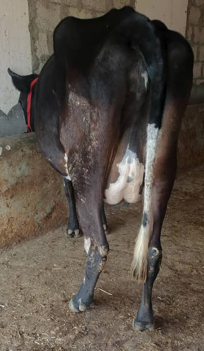 cow/Buffalo/گاۓ