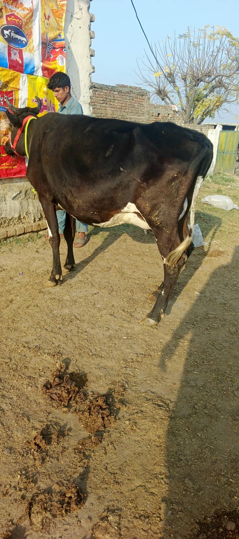 cow/Buffalo/گاۓ 1
