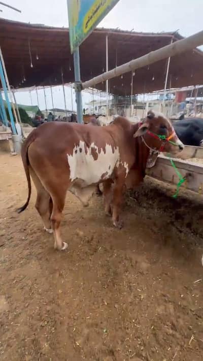 qurbani 2027 collection for sale
