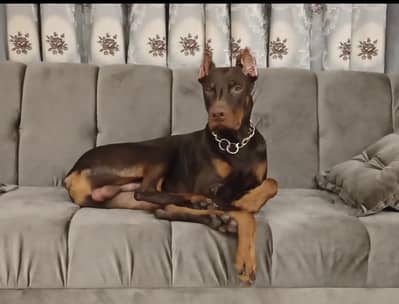 red tan male doberman pinscher available for sale