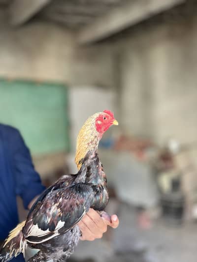 High quality sindhi aseel ready to breed
