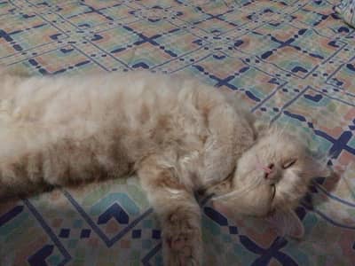 percian kitten female 3 month old healthy and playful