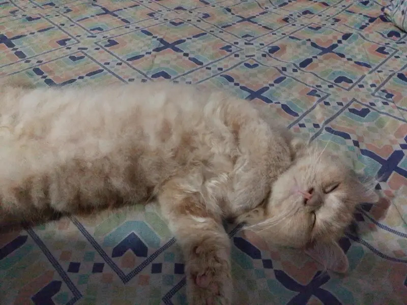percian kitten female 3 month old healthy and playful