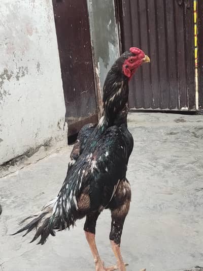 shamo Murgha for sale