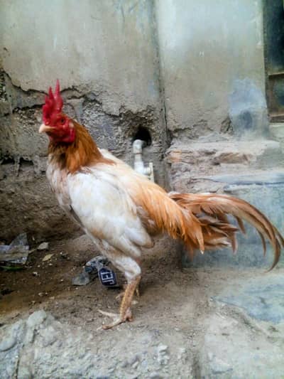 mashaallha sa acha patha hai 03172521331