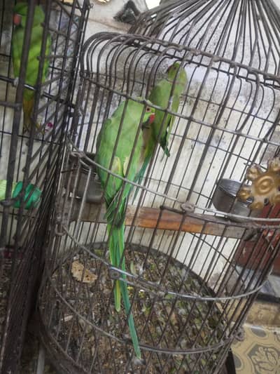 ringneck