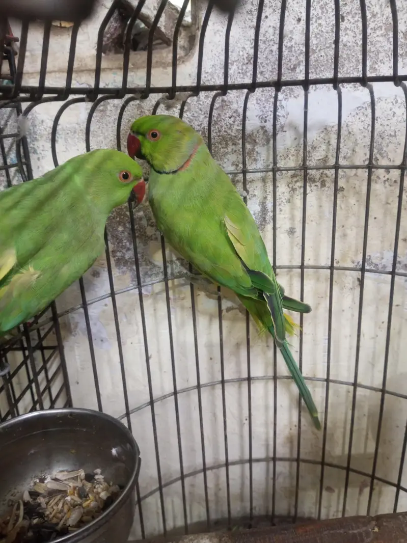 ringneck — photo 2