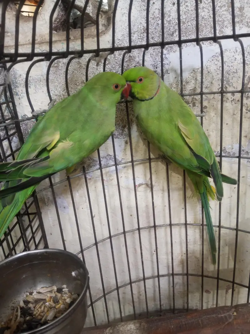 ringneck — photo 3