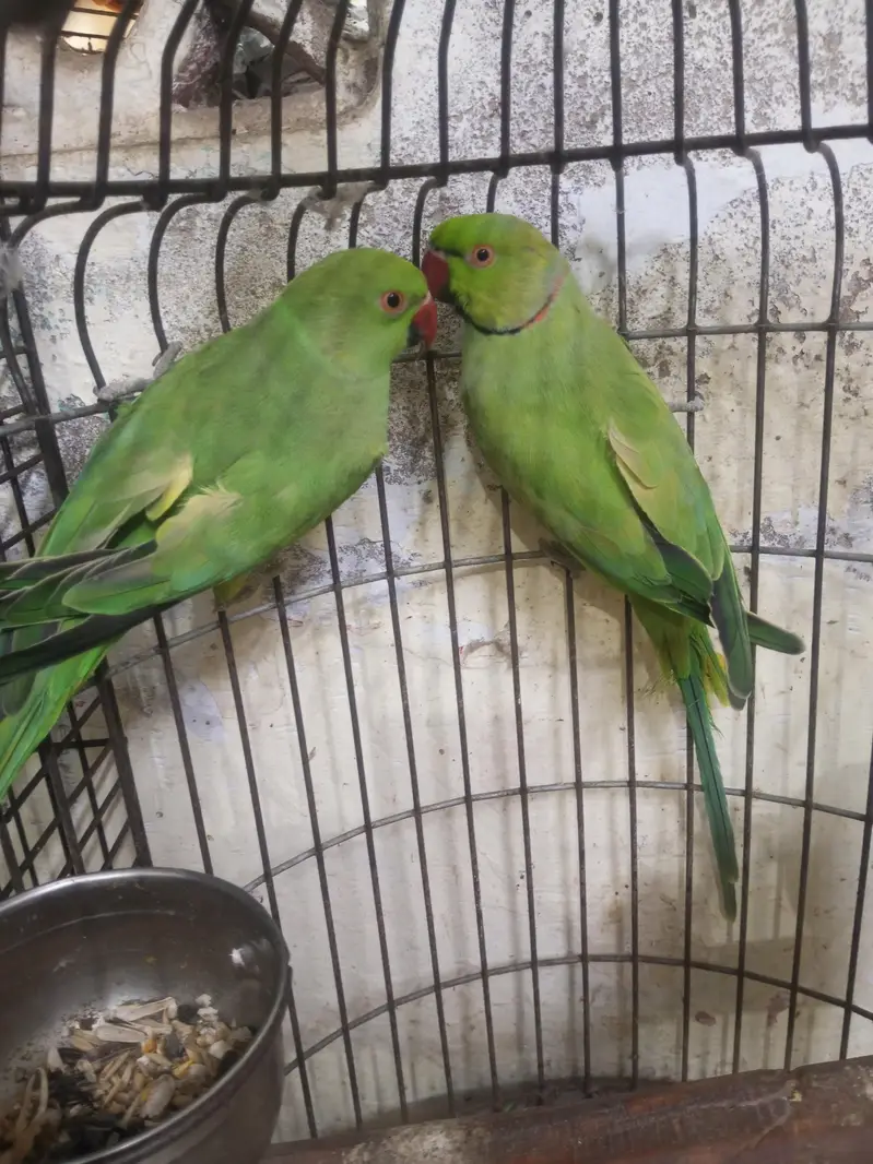 ringneck — photo 4