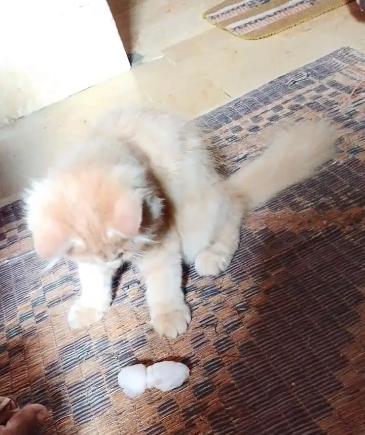percian kitten female 3 month old healthy and playful — photo 2