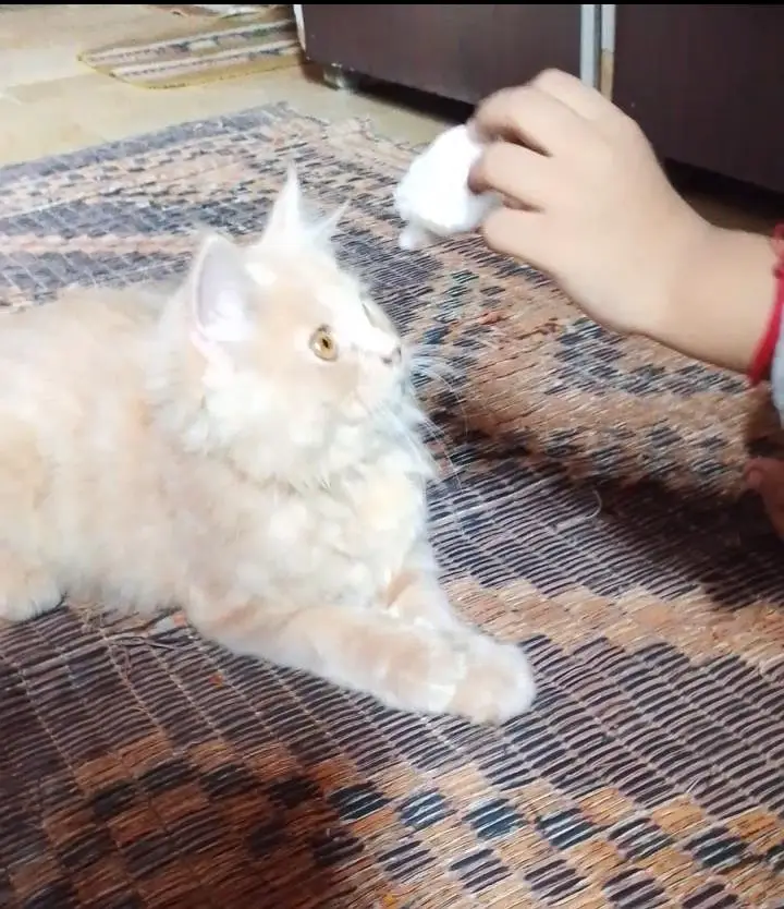 percian kitten female 3 month old healthy and playful — photo 3