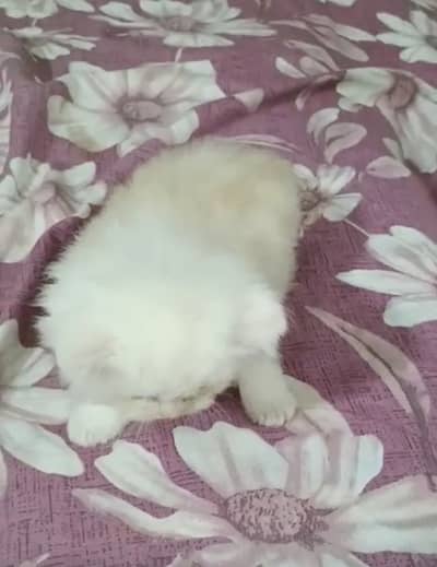 Persian kitten