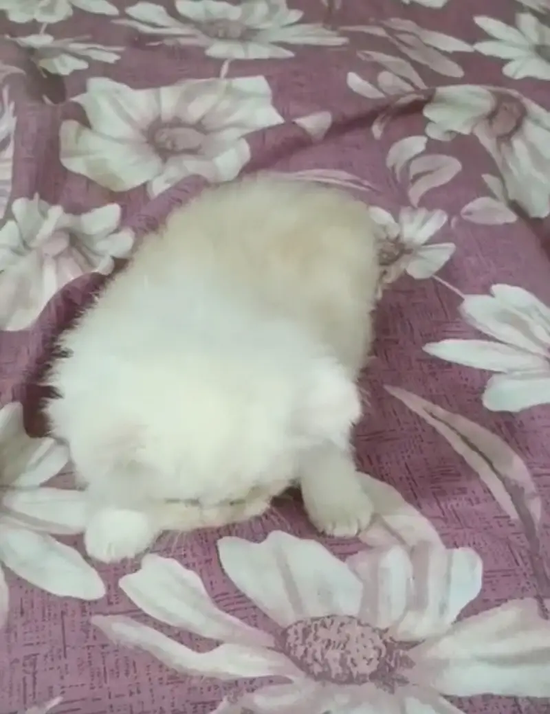 Persian kitten