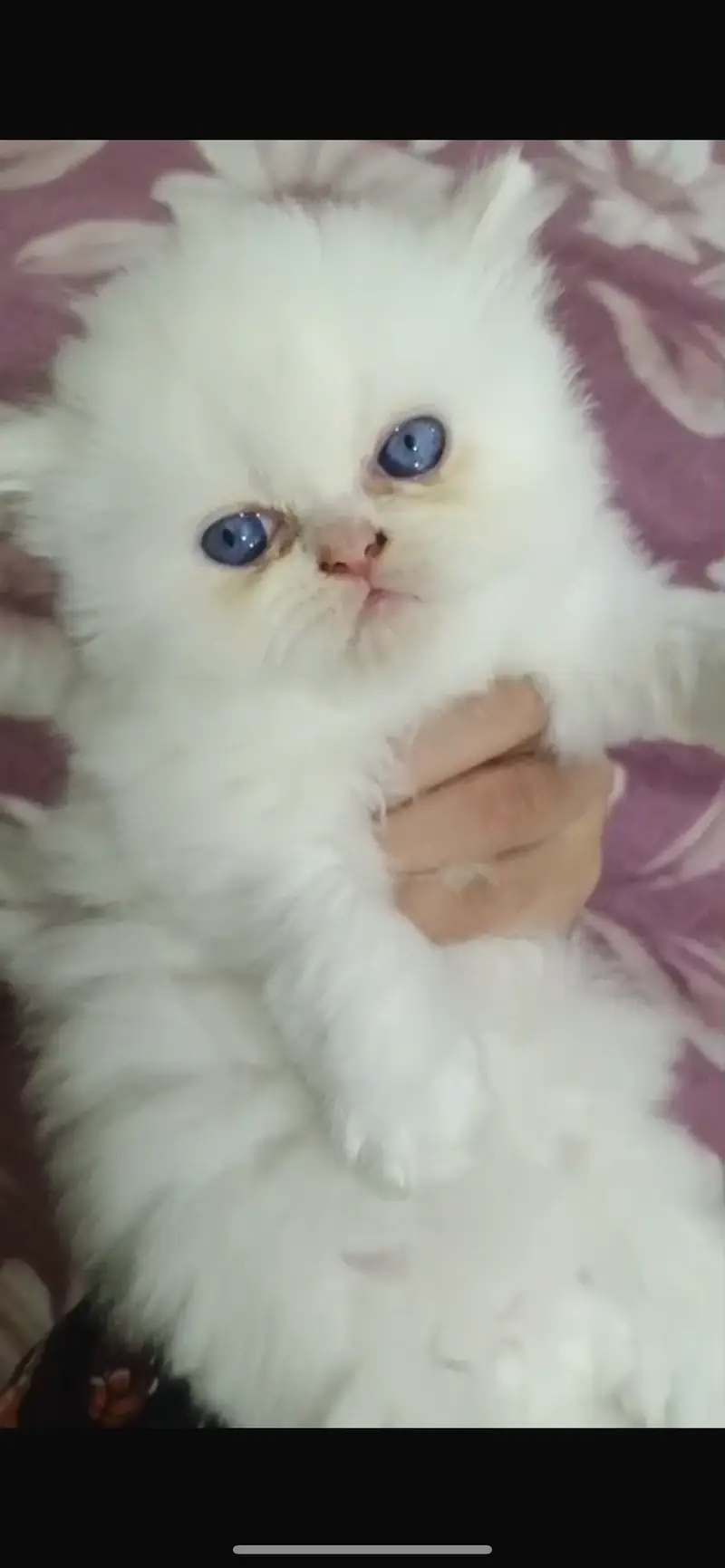 Persian kitten — photo 2