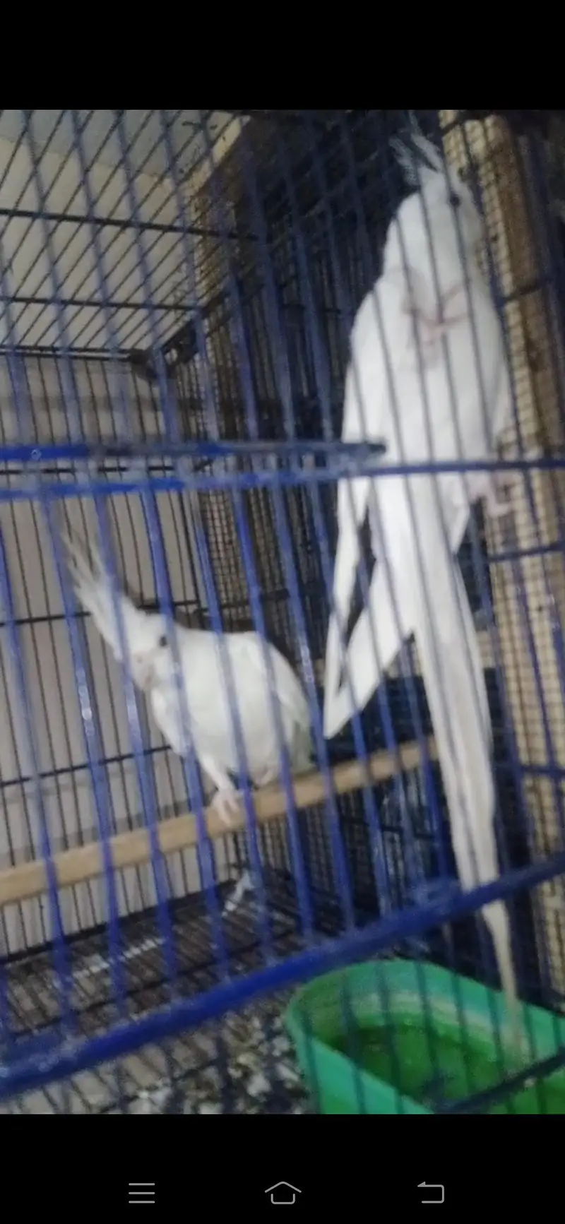 Selling breeder Pair of Cocktail parrot