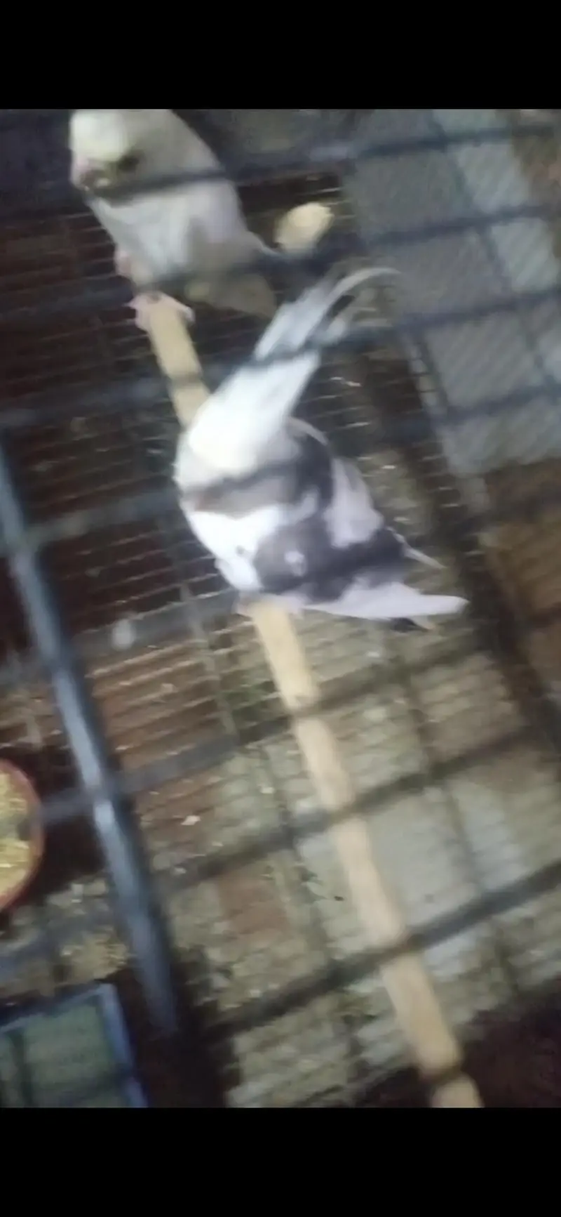 Selling breeder Pair of Cocktail parrot — photo 2