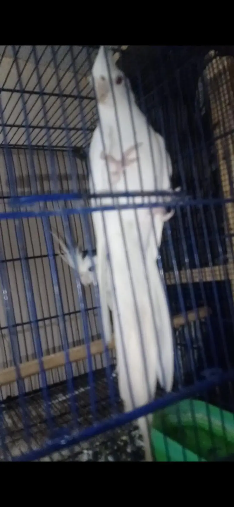 Selling breeder Pair of Cocktail parrot — photo 4