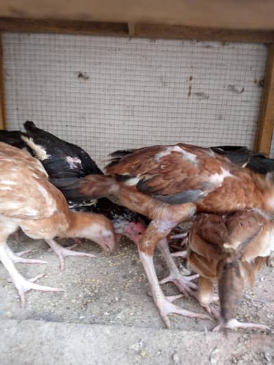 Aseel chicks pure breed