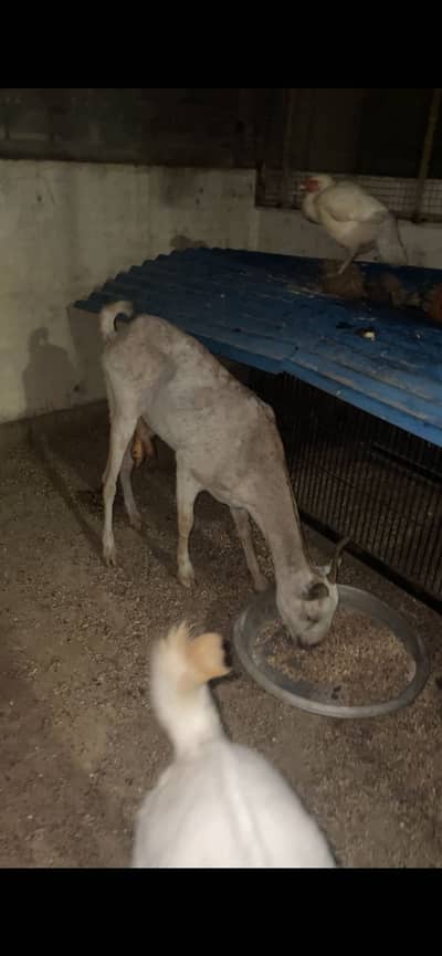 Tadday Bakri available for sale