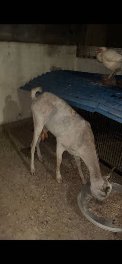 Taddy bakri available for sale