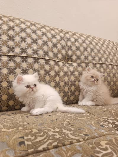 Pure Persian kittens