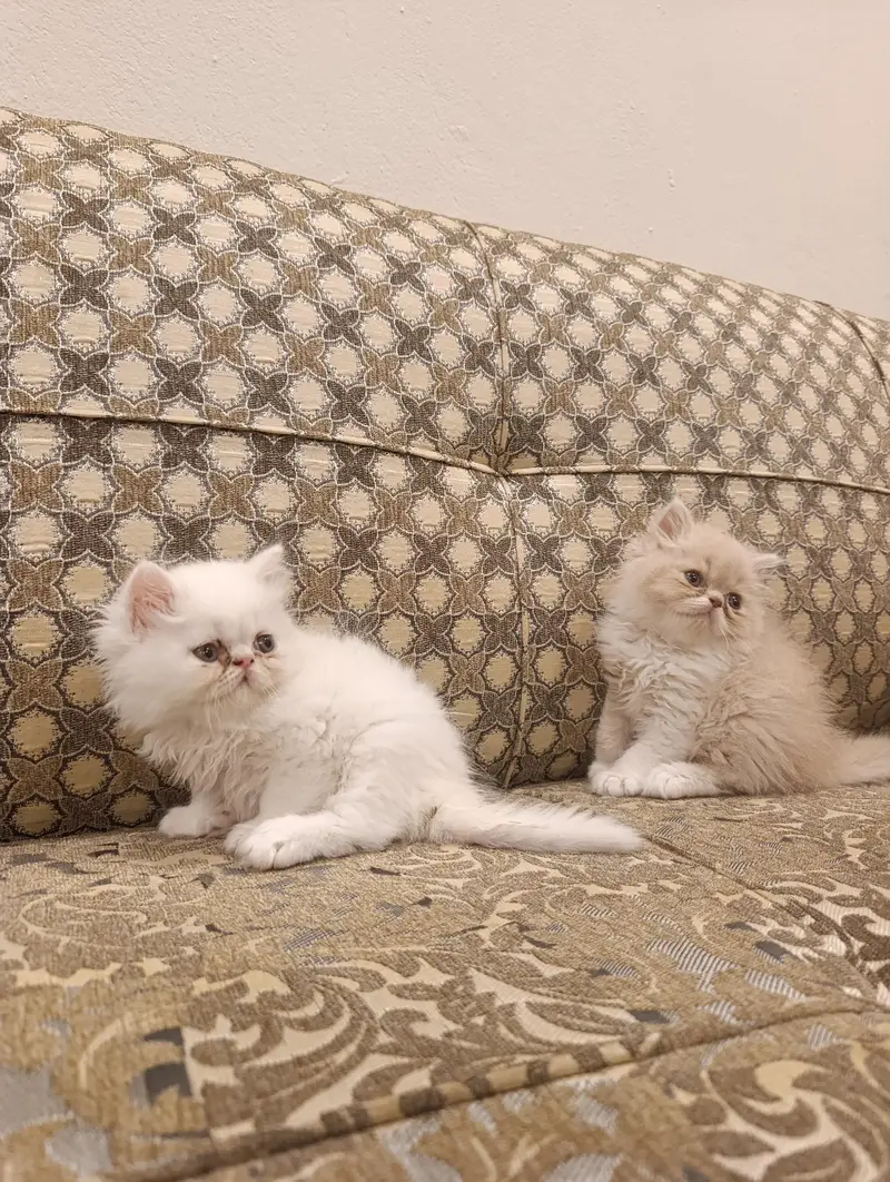Pure Persian kittens