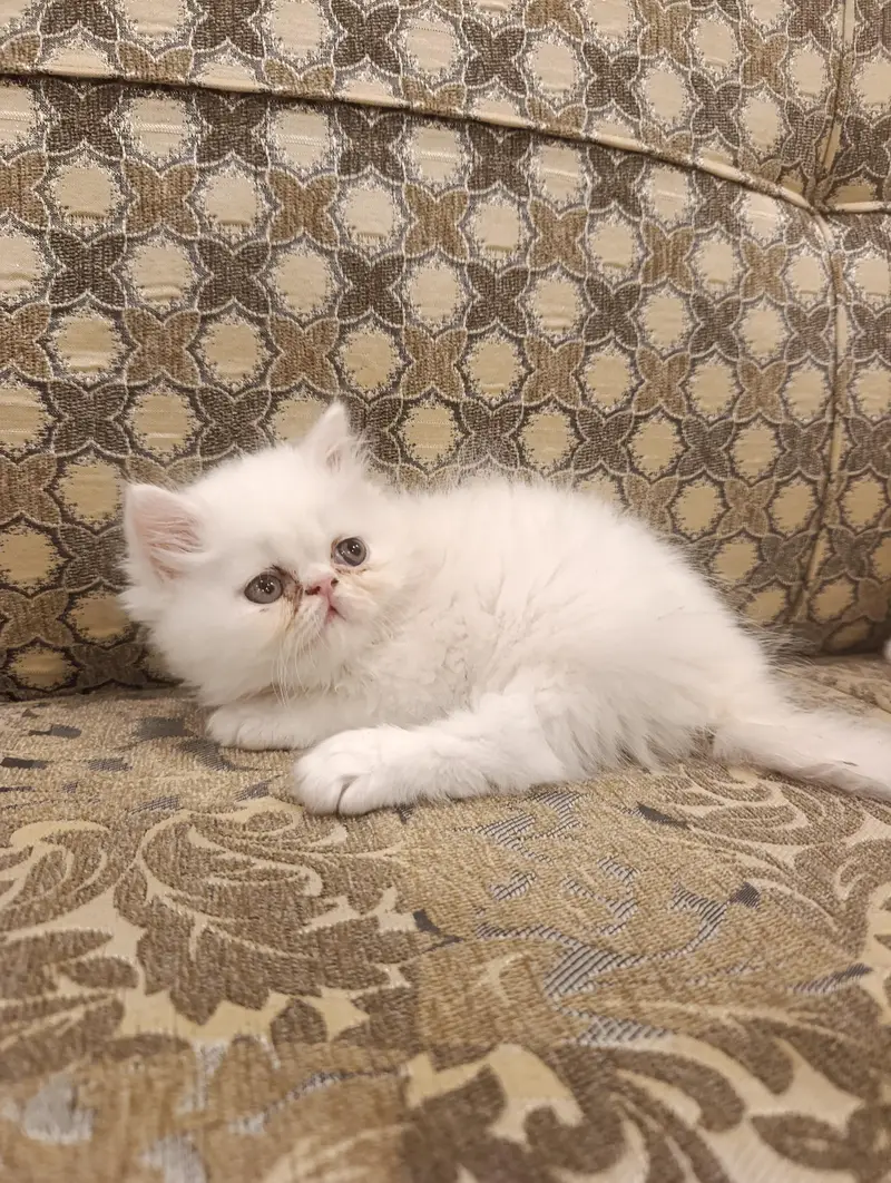 Pure Persian kittens — photo 2