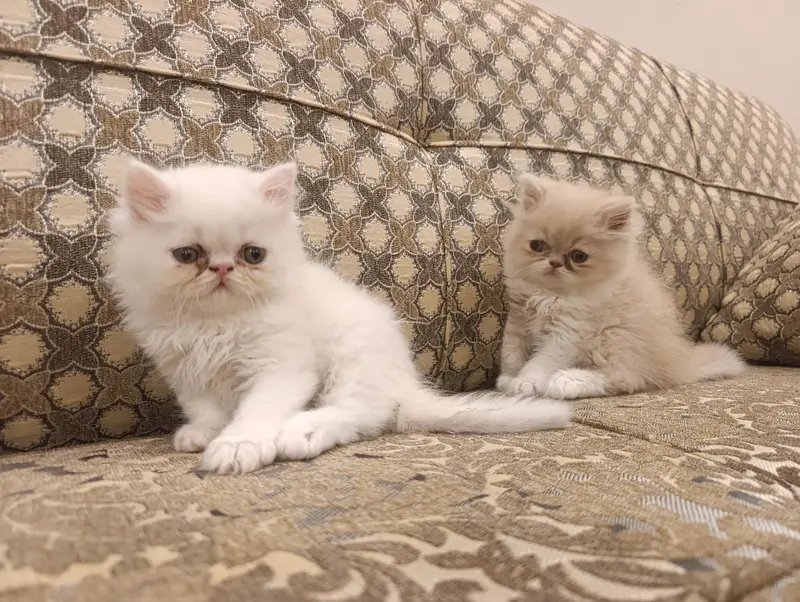 Pure Persian kittens — photo 3