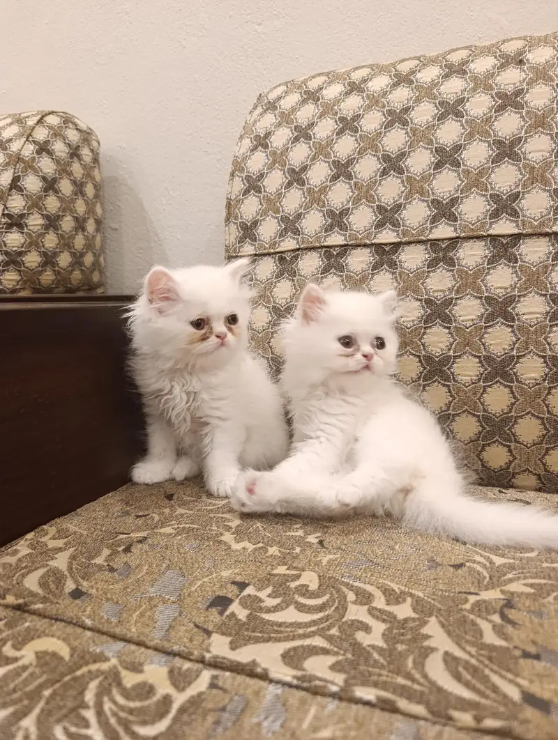 Pure Persian kittens — photo 4
