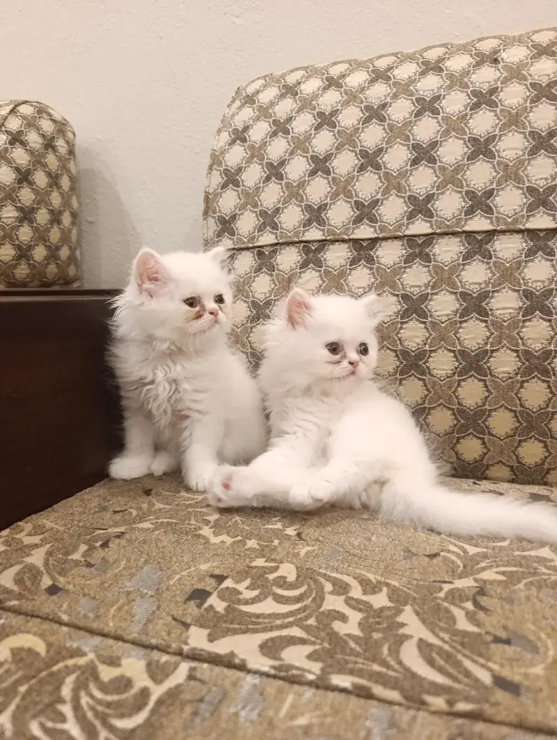 Pure Persian kittens — photo 5