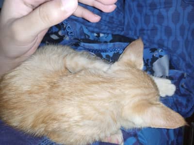 cute cat