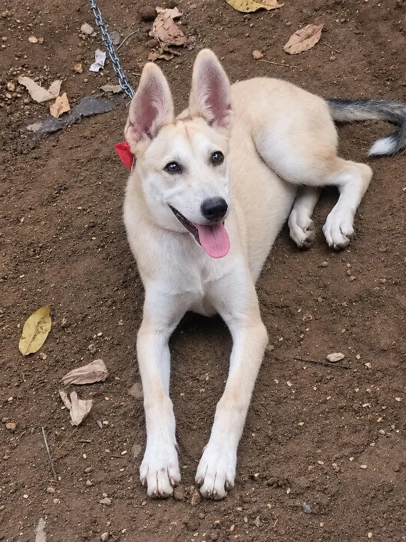 Gaurd Dog For Sale
