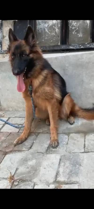 I am selling my German shepherd dog