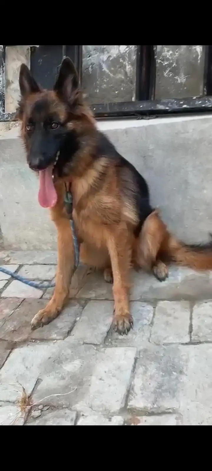 I am selling my German shepherd dog