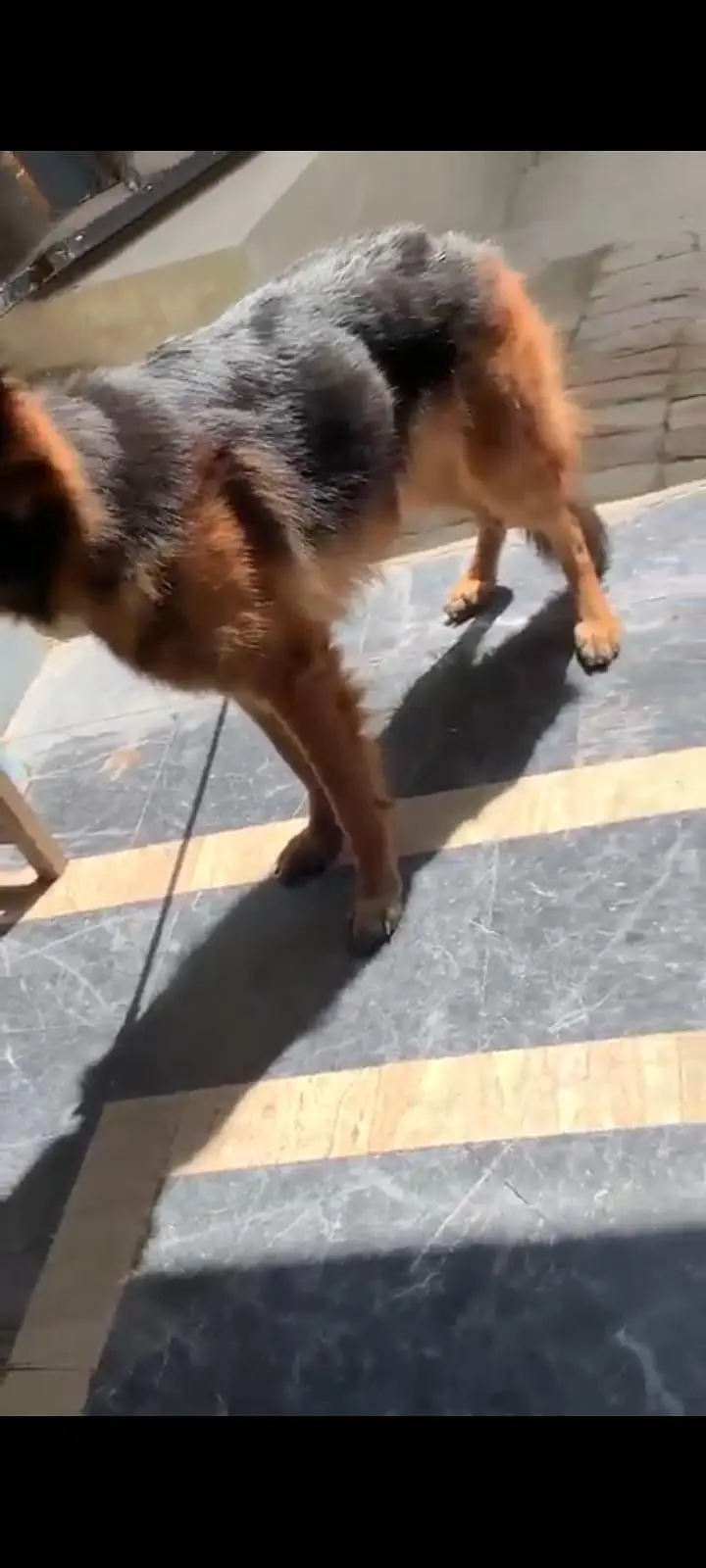 I am selling my German shepherd dog — photo 2