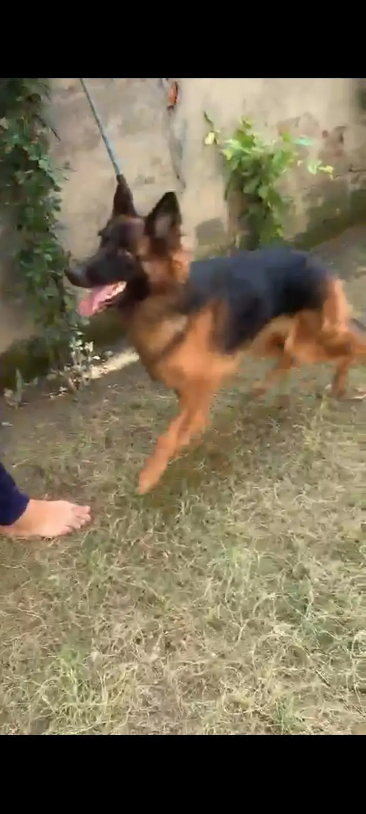 I am selling my German shepherd dog — photo 3