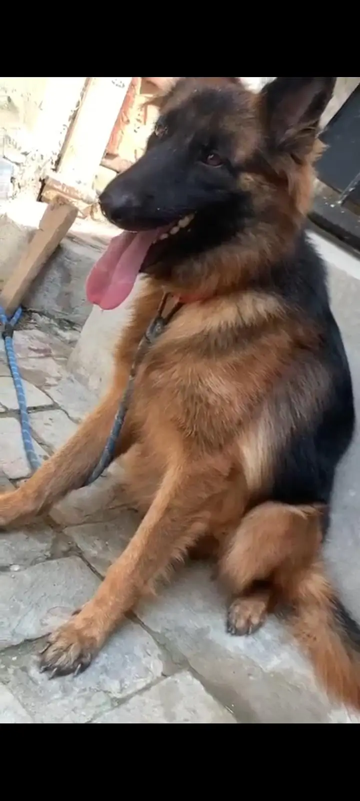 I am selling my German shepherd dog — photo 4