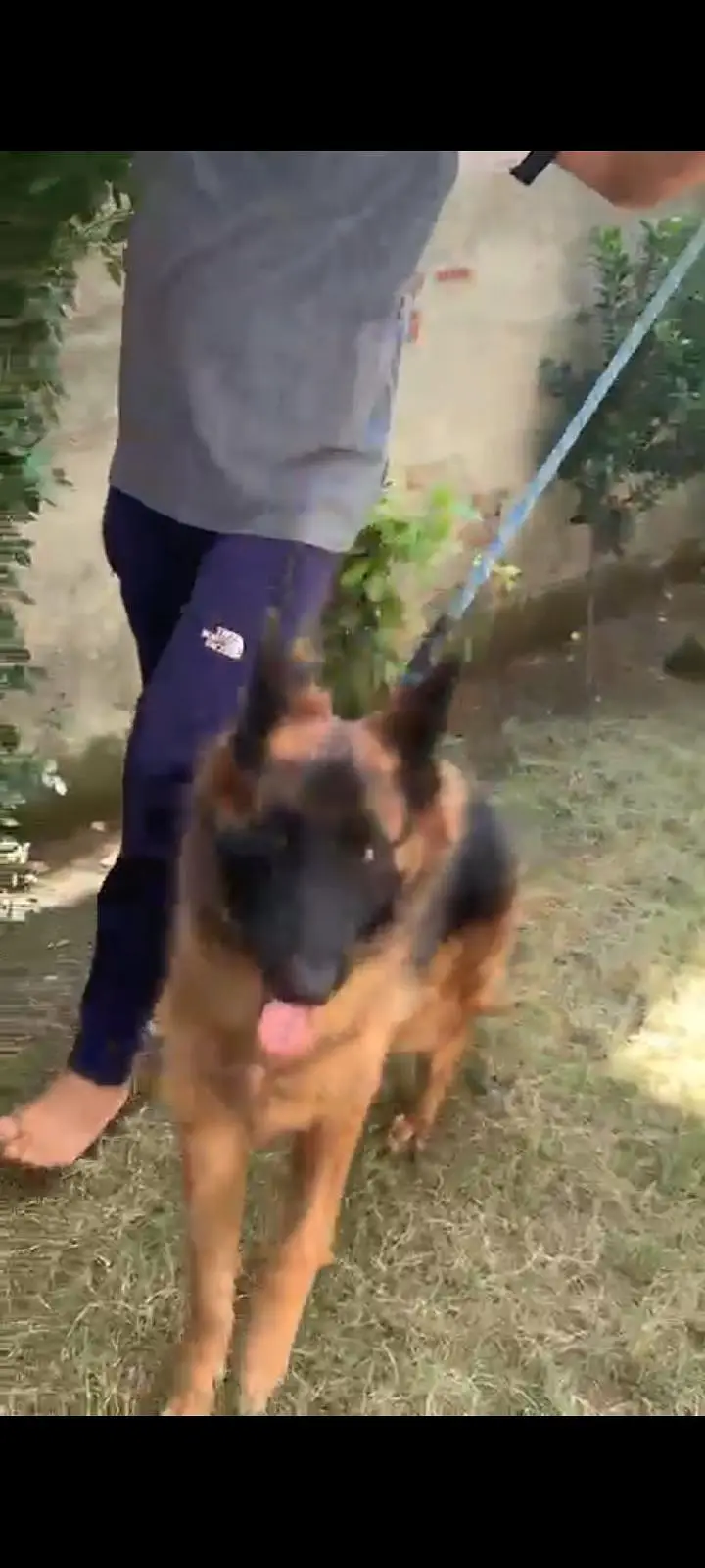 I am selling my German shepherd dog — photo 5