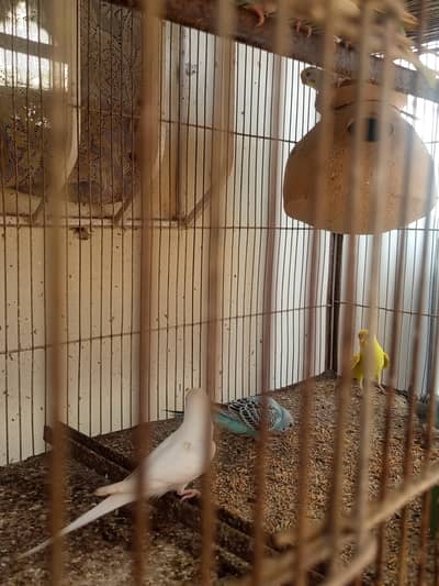 budgies and aseel murgi