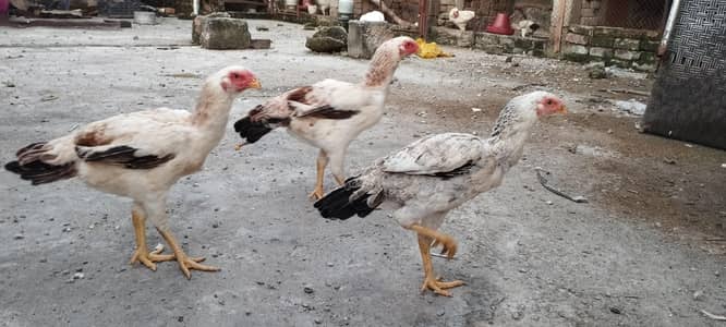4 Parrot Beak × Aseel Hens – 2 Beautiful Pairs – Rs 20,000