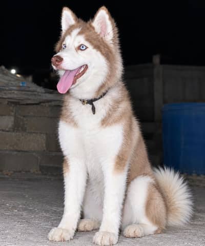 Pure Husky dog