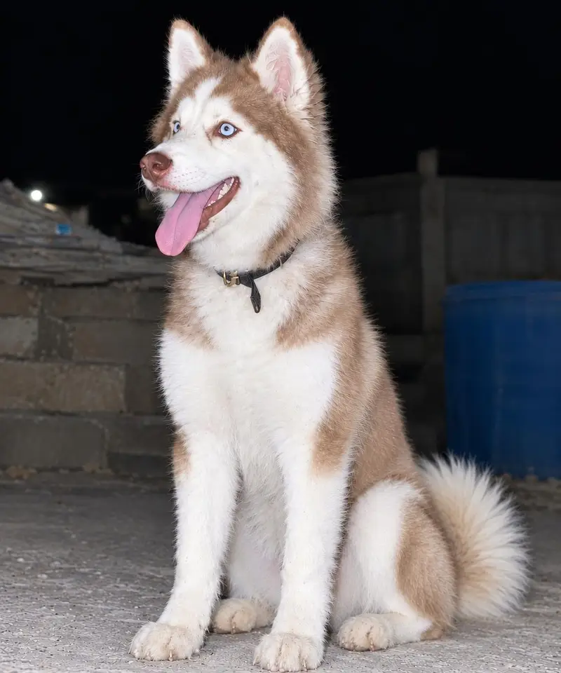 Pure Husky dog