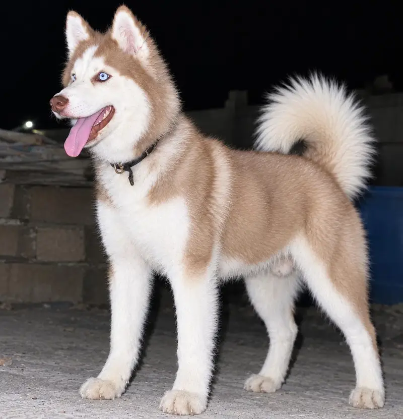 Pure Husky dog — photo 2