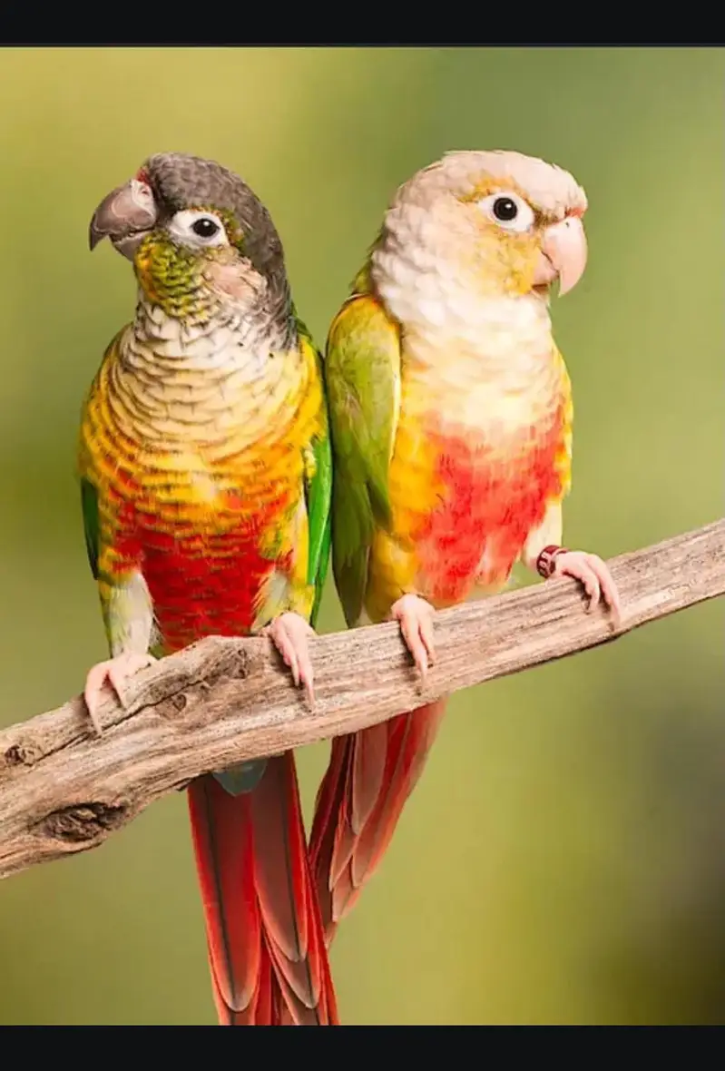 Pineapple Conures - Lovely creatures are avalable for sale