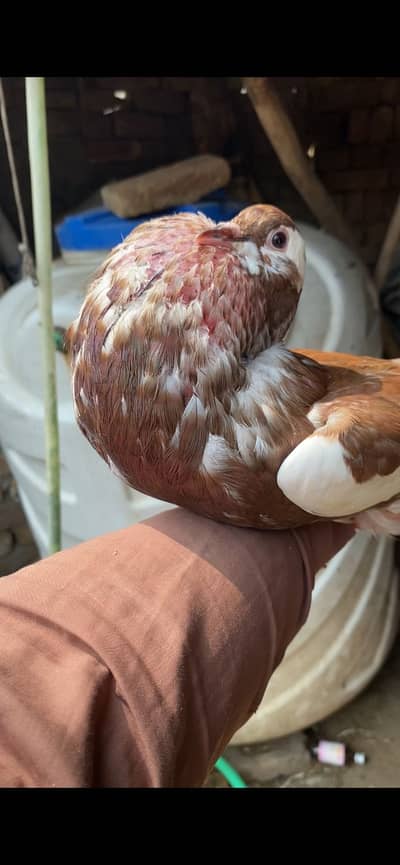 Red Magpie Important reversing breeder female