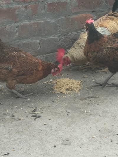 Egg laying Hens and Misri Pathy For Sale Healthy and active