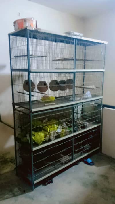 cage. birds