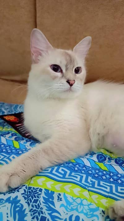 for sale cat but plz loving & caring family connect kry